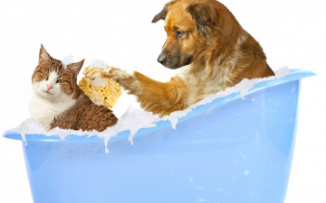 собака, в ванне, моет кошку, смешные животные, фото, Dog, in the bath, washes the cat, funny animals, photo