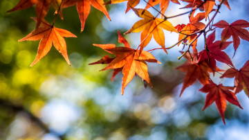 кленовые листья, макро, осень, размытый фон