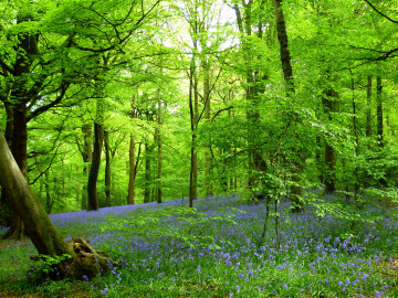 Фото бесплатно зелень, зеленые листья, полевые цветы, весна, лес