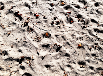природа, песок, поверхность, сухие листья, пляж