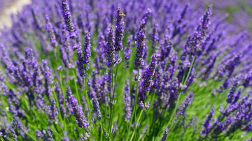lavender plants, лаванда, поле, растение, цветы