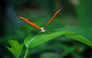 Фото бесплатно бабочка, крыло, жук, макро, насекомое на зеленом листе