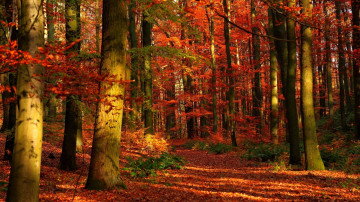 осенний лес, природа, желтые опавшие листья
