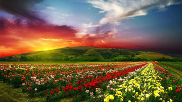 Ultra HD 4K wallpapers, лето, закат, поле разноцветных цветов, трава, пейзаж, небо, облака, Summer, sunset, field of multicolored flowers, grass, landscape, sky, clouds