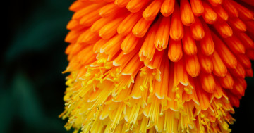 Обои на рабочий стол растение, цветок, наземное растение, желтый, крупным планом, оранжевый, ботанический, пыльца, красочный, флора, куколки, макросъёмка, цветы, цветущее растение, лепесток, семейство маргариток, осень