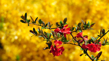 цветущая веточка, красные цветы, весна, макро, желтый фон, красивые обои скачать, Blossoming twig, red flowers, spring, macro, yellow background, beautiful wallpaper download