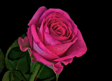 Фото бесплатно флора, розовая роза, цветок, чёрный фон