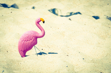 розовый фламинго в пустыне, водоплавающая птица, песок