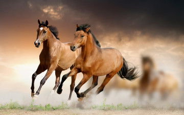 кони бегут галопом