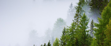 fomef flashmix 5k-wallpaper-3440x1440, conifer forest, mist, rainy day, nature, хвойный лес, природа, туман, дождливый день