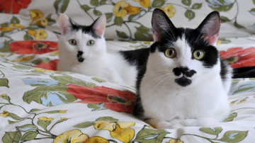 quit hd wallpaper, кошки с усиками, чернобелые кошки на постели, милые и смешные домашние любимцы