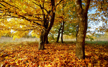 Фото бесплатно листва, сухой, листья, осень, деревья, природа