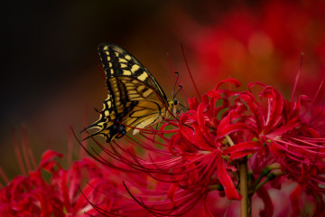 Фото, бабочка, красный цветок, бесплатно обои на рабочий стол