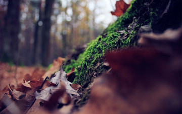 лес, листья, мох, осень, макро, природа