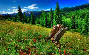природа, лето, лес, поляна, пень, пейзаж, красивое фото, Nature, summer, forest, glade, stump, landscape, beautiful photo