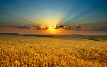 hd wallpapers, природа, пшеничное поле, закат, небо, облака, лучи солнца, горизонт, красивые обои, Nature, wheat field, sunset, sky, clouds, sun rays, horizon, beautiful wallpaper