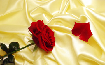 яркая красная роза на шелке молочного цвета