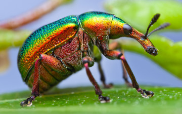 разноцветный жук с длинным носом, долгоносик, макро, насекомое