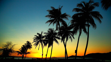 пальмы, пляж, закат, вечер, отдых, небо, красивые обои, Palms, beach, sunset, evening, rest, sky, beautiful wallpaper