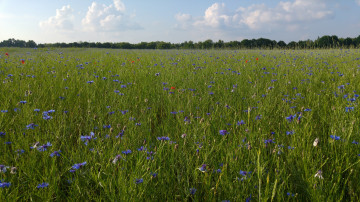 Фото бесплатно трава, облака, растения, полевые цветы, васильки, лето, природа, горизонт