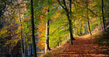 Обои на рабочий стол осень, природа, осенние листья, дорога, лес, деревья, пейзаж