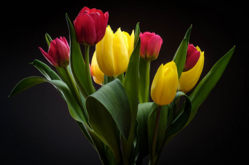 Фото бесплатно букет, жёлтые тюльпаны, букет тюльпанов, розовые цветы, чёрный фон