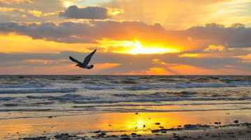море закат чайки волны вечер заход солнца