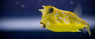 желтая рыбка, морская рыбка, под водой, 3440х1440