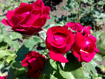 бордовые розы, цветы, бутоны, burgundy roses, flowers, buds