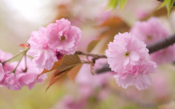 Фото бесплатно цветы, ветвь, вишни