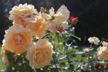 Фото бесплатно роза, куст, цветы