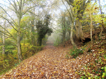 Фото бесплатно парк, лесной путь, тропинка, туман, опавшие листья