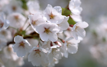 цветущее дерево, веточка, весна, flowering tree, twig, spring
