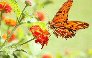 Фото бесплатно бабочка, цветок, макро, насекомое