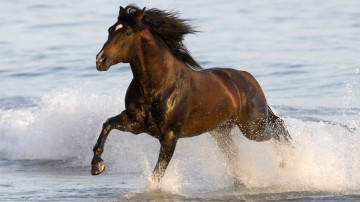 лошадь бегущая по воде, животные, horse running in the water, animals