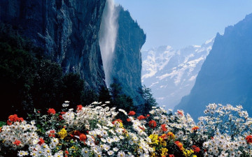 горные цветы, горы, скалы, лето, природа, обои скачать, mountain flowers, mountains, rocks, summer, nature, wallpaper download