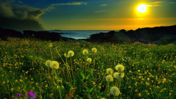 красивая природа закат солнца вечер море цветочное поле