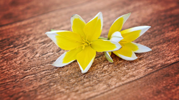 Фото бесплатно жёлтые цветы, древесина, минимализм