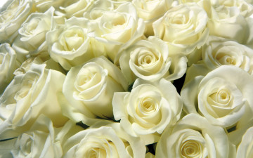 белые розы, цветы, бутоны, white roses, flowers, buds