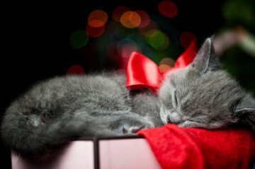 Фото бесплатно котенок серый с красным бантом, спит, домашние животные
