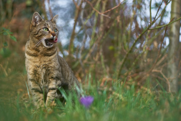 полосатая кошка в траве, 6000х4000 6к обои