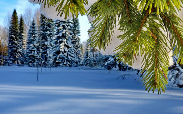 1920х1200 снег на ветке красавица зима