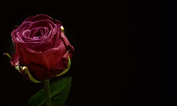 красная роза на черном фоне, минимализм, цветок