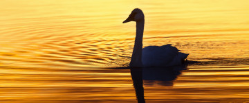 swan in the morning light, вода, рассвет, природа, грациозная птица