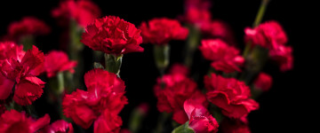 букет, бордовые гвоздики, цветы, красота, обои 5К, 3440х1440