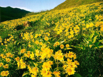 лето, природа, поле, желтые полевые цветы, красиво, summer, nature, field, yellow wildflowers, beautiful