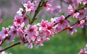 цветущая сакура, веточка, весна, cherry blossoms, branch, spring