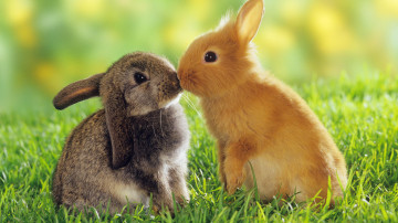 кролики, трава, животные, rabbits, grass, animals