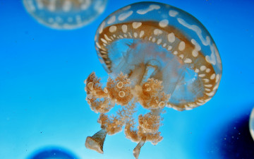 макро, море, медуза, прозрачное существо, щупальца, подводный мир, глубина, вода, морское животное, macro, sea, jellyfish, underwater world, depth, water, sea animal