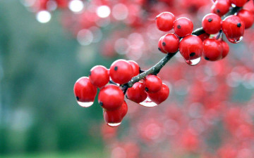 красные ягоды, осень, дождь, капли, макро